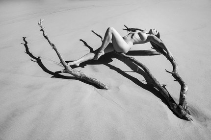 Carlotta Champagne Beach Tree