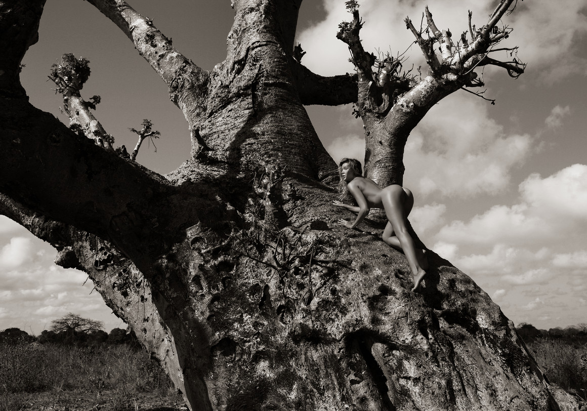 The tiger on Baobab tree