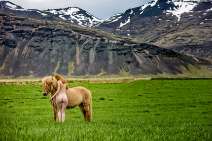 Icelandic Horse